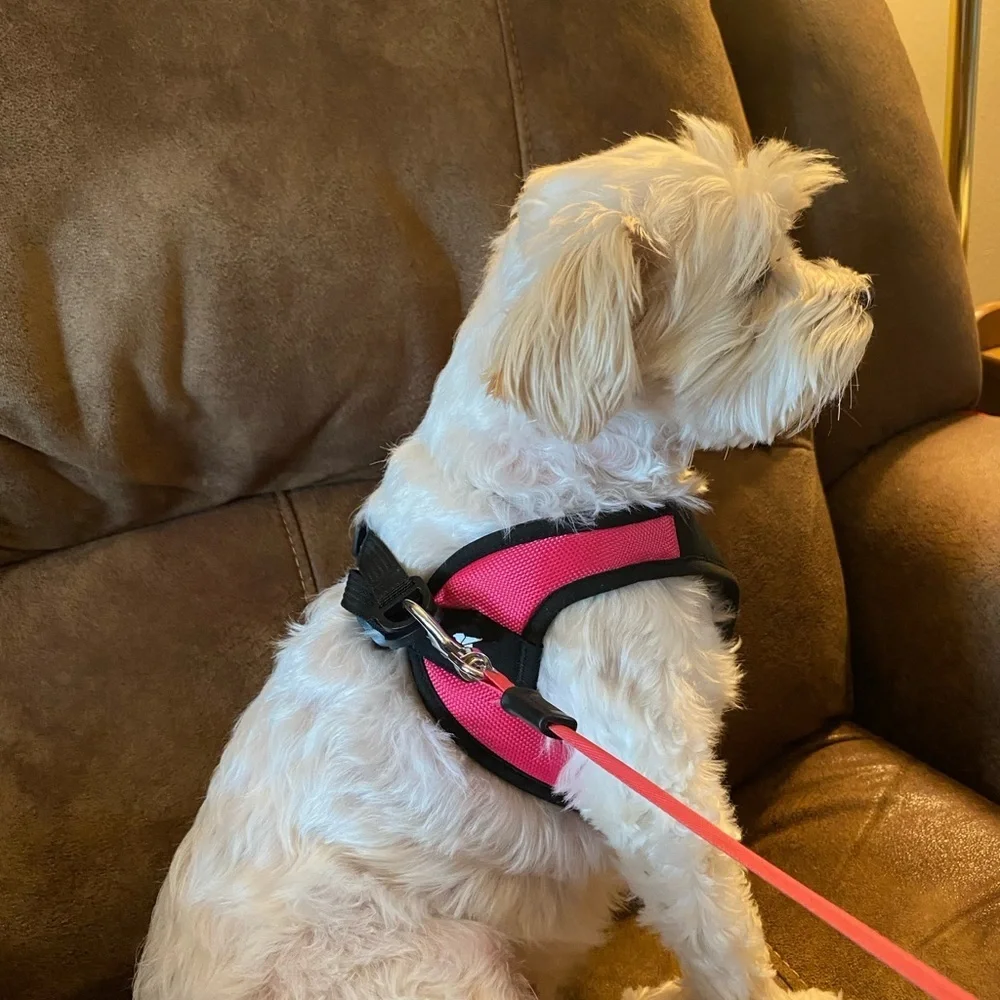 Gooby Pink and Black Dog Harness